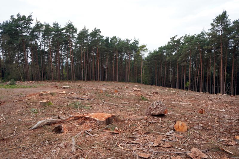 Stump Removal Process