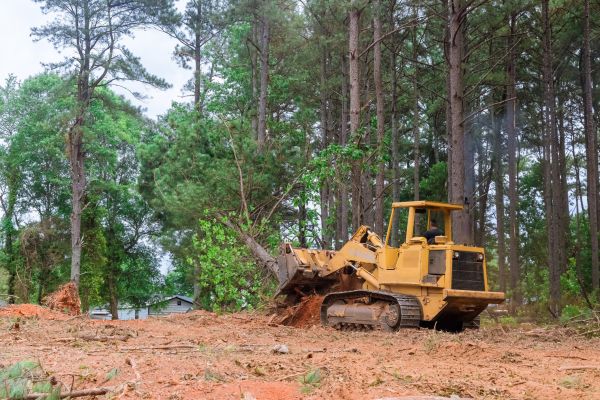 Trees Clearing in Asheville