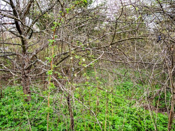 Underbrush Clearing in Asheville