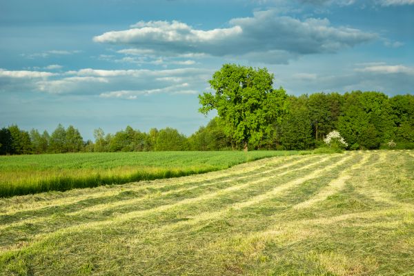 Cost of Vegetation Removal in Asheville