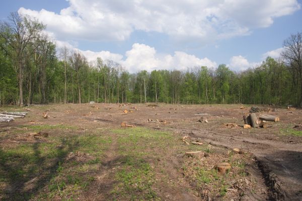 Pasture Clearing in Asheville