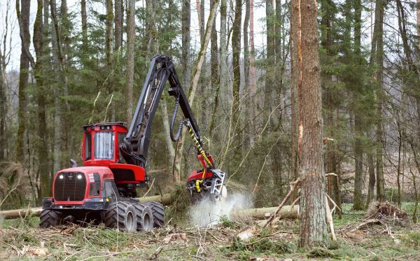 Forest Clearance Service in Asheville