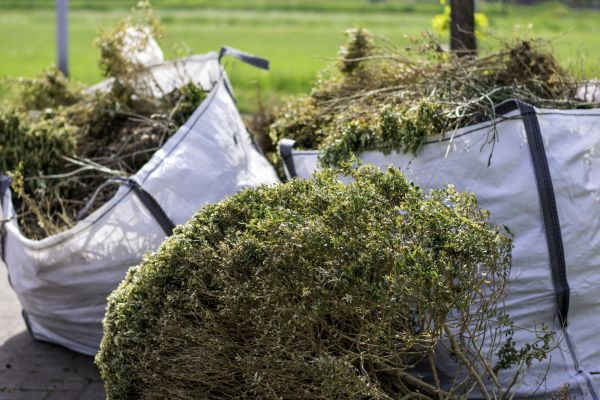 Cost of Bushes Clearing in Asheville
