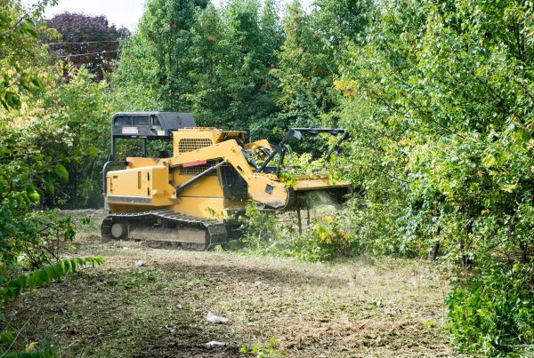 Pathway Clearing in Asheville