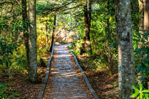 Cost of Trail Clearing in Asheville